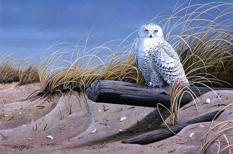 Snowy Owl on Driftwood — White