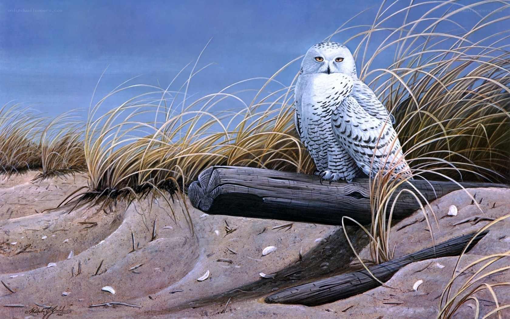 Snowy owl on driftwood