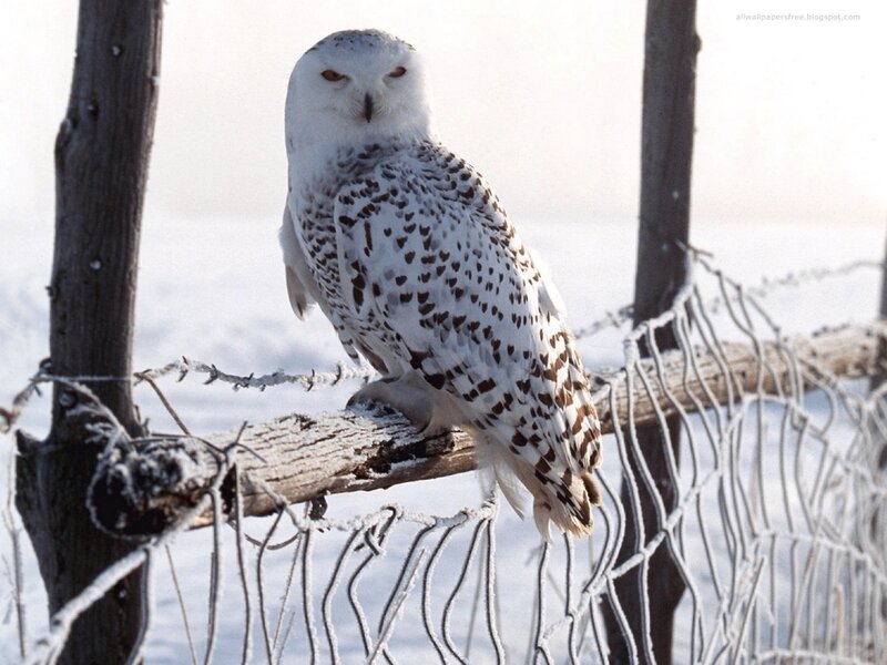 Snowy Owl on Fence
