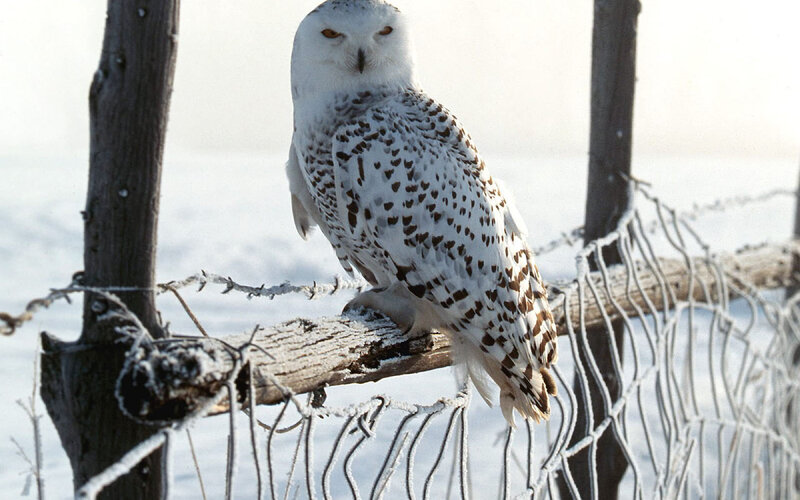 Snowy Owl on Fence — White, Cold