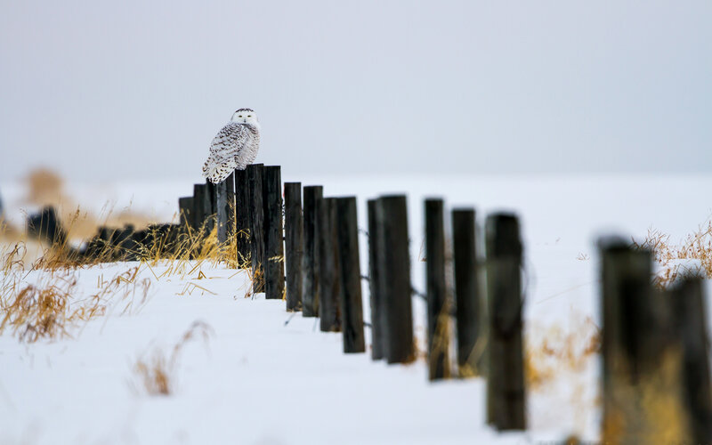 Snowy Owl on Fence — White, Serene