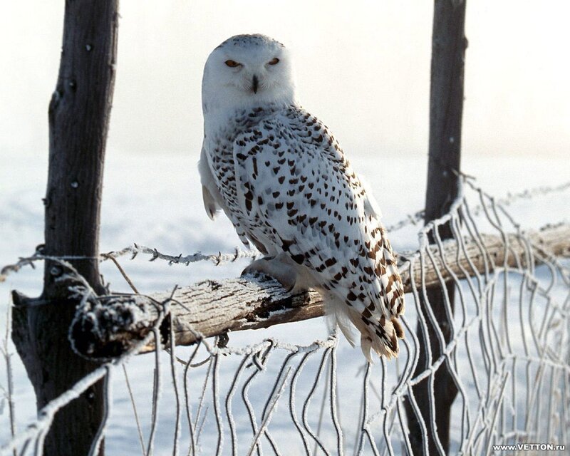 Snowy Owl on Fence — White