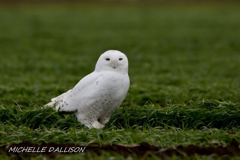 Snowy Owl on Grass