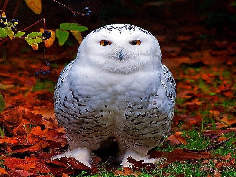 Snowy Owl on Ground