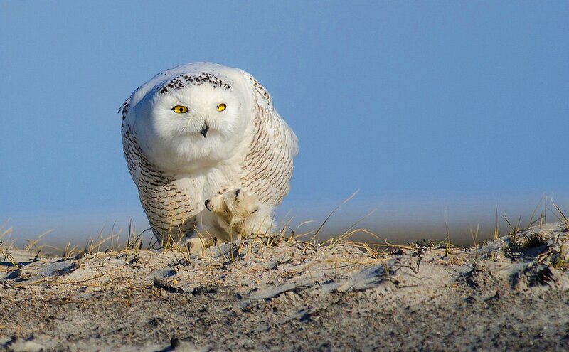 Snowy Owl on Ground — White, Alert