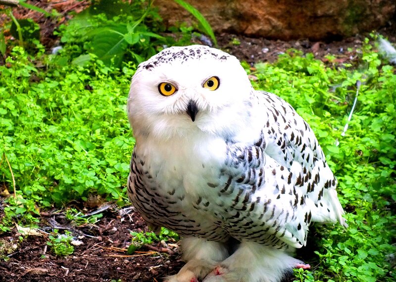Snowy Owl on Ground — White