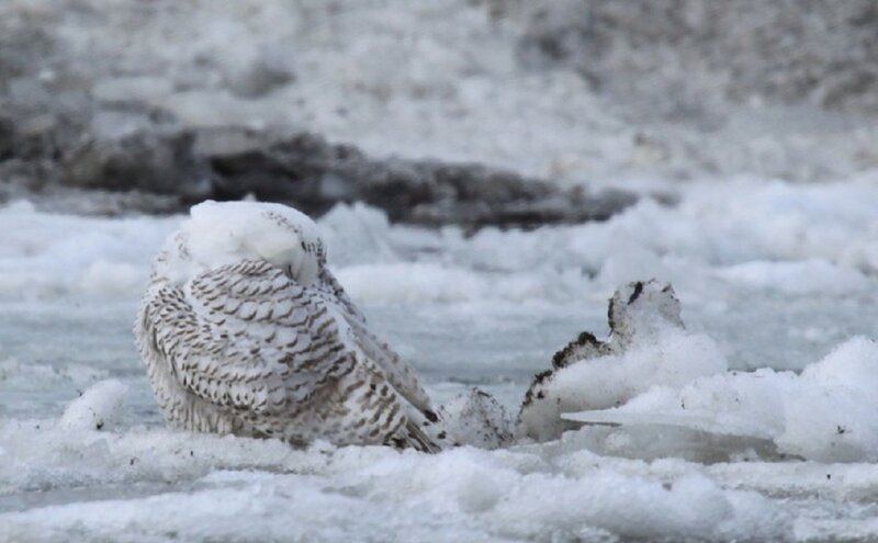 Snowy Owl on Ice