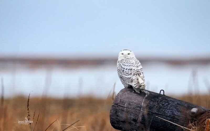 Snowy Owl on Log