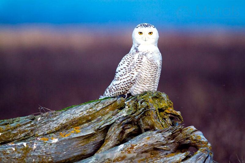 Snowy Owl on Log — White, Calm