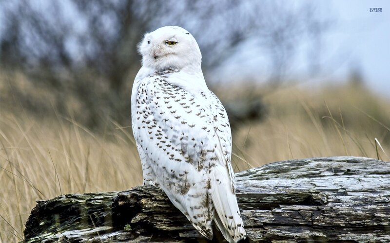 Snowy Owl on Log — White