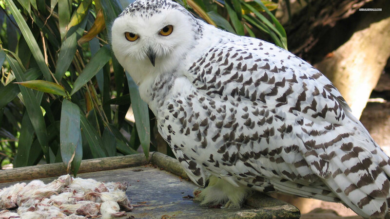 Snowy Owl on Perch