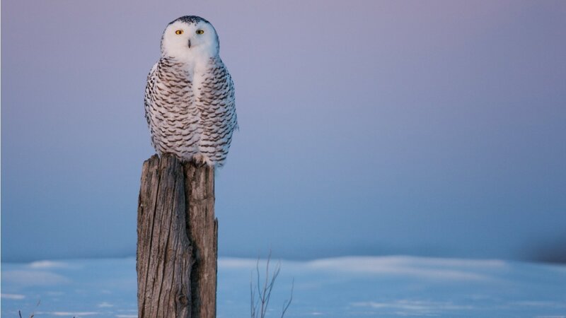 Snowy Owl on Post