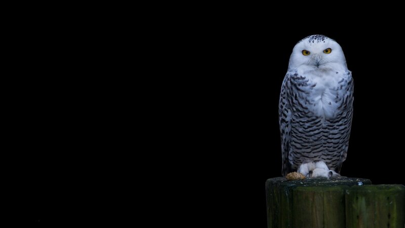 Snowy Owl on Post — White, Dramatic