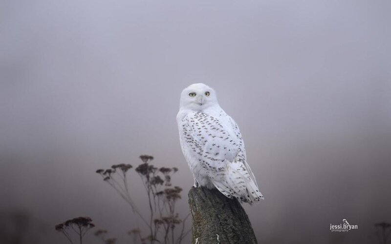 Snowy Owl on Post — White, Misty