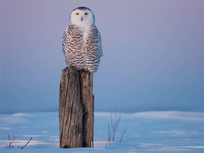 Snowy Owl on Post — White, Serene