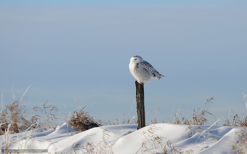 Snowy Owl on Post — White, Serene, Winter, Photograph