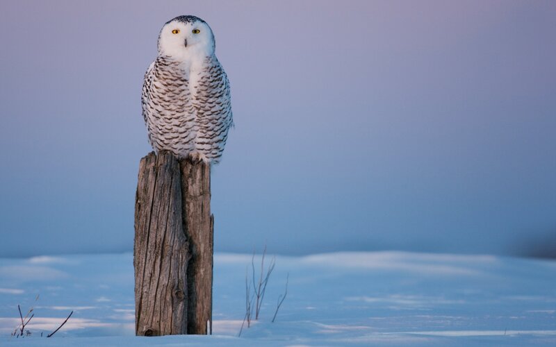 Snowy Owl on Post — White, Serene, Winter