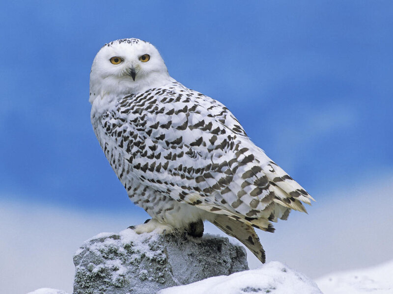 Snowy Owl on Rock