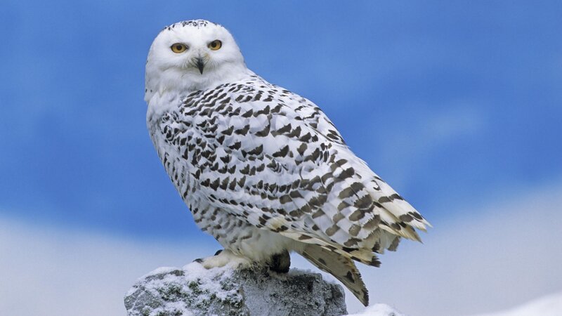 Snowy Owl on Rock — White, Calm