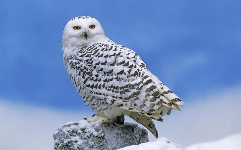 Snowy Owl on Rock — White