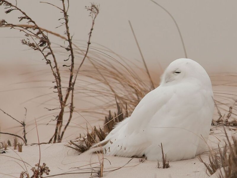 Snowy Owl on Sand — White