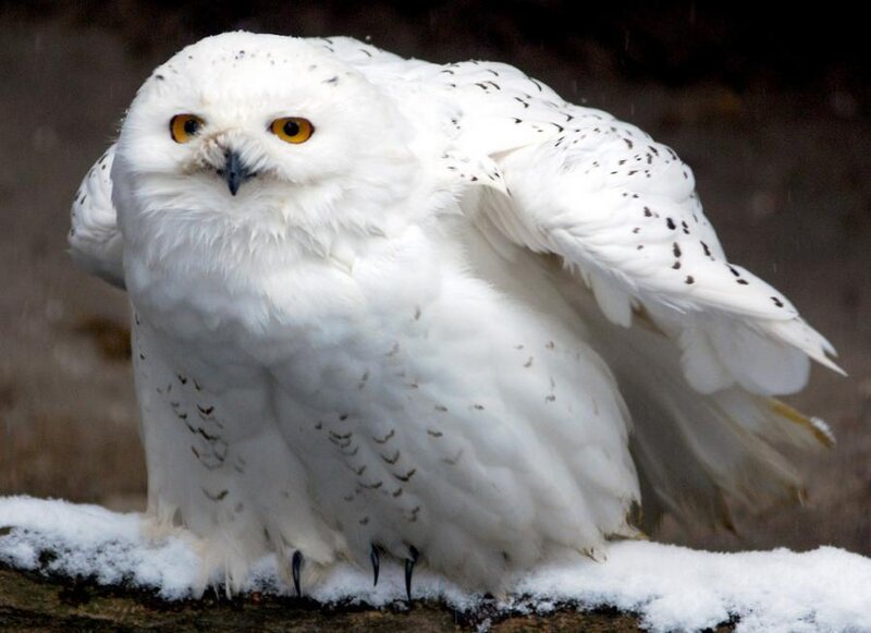 snowy owl on snowy branch