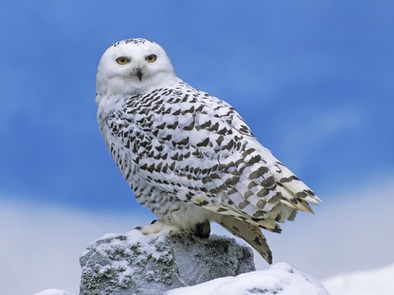 Snowy owl on snowy rock