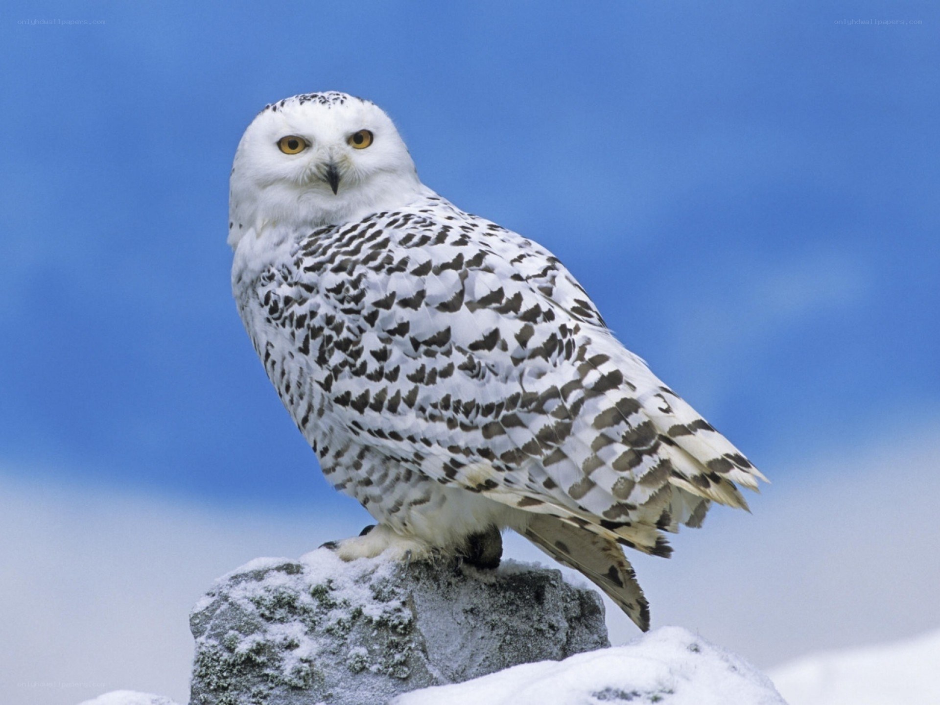 Snowy owl on snowy rock