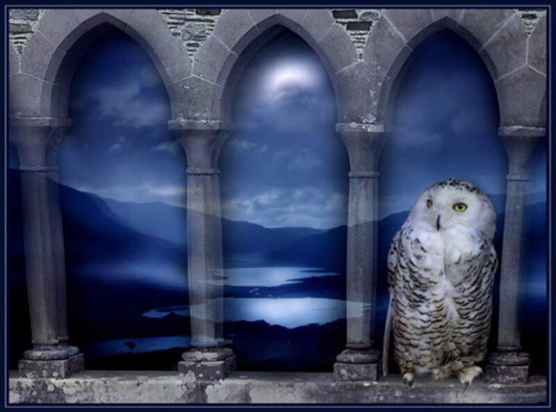 Snowy Owl on Stone