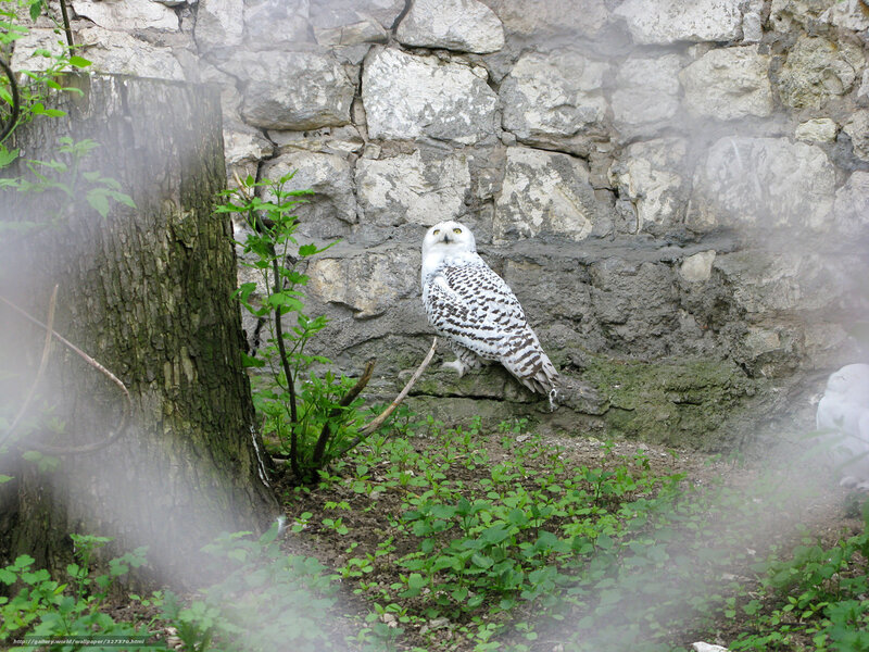 Snowy Owl on Stone — White