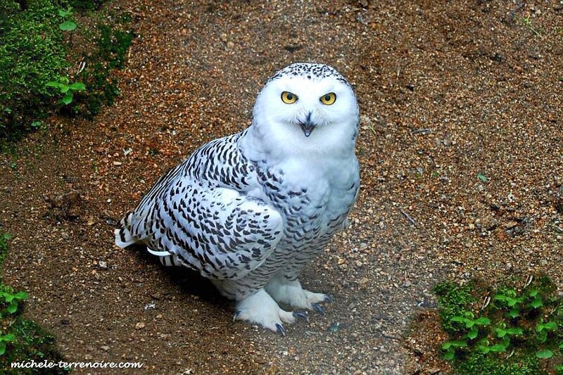 Snowy owl on the ground