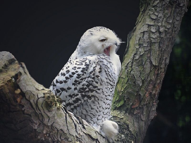 Snowy Owl on Tree Branch