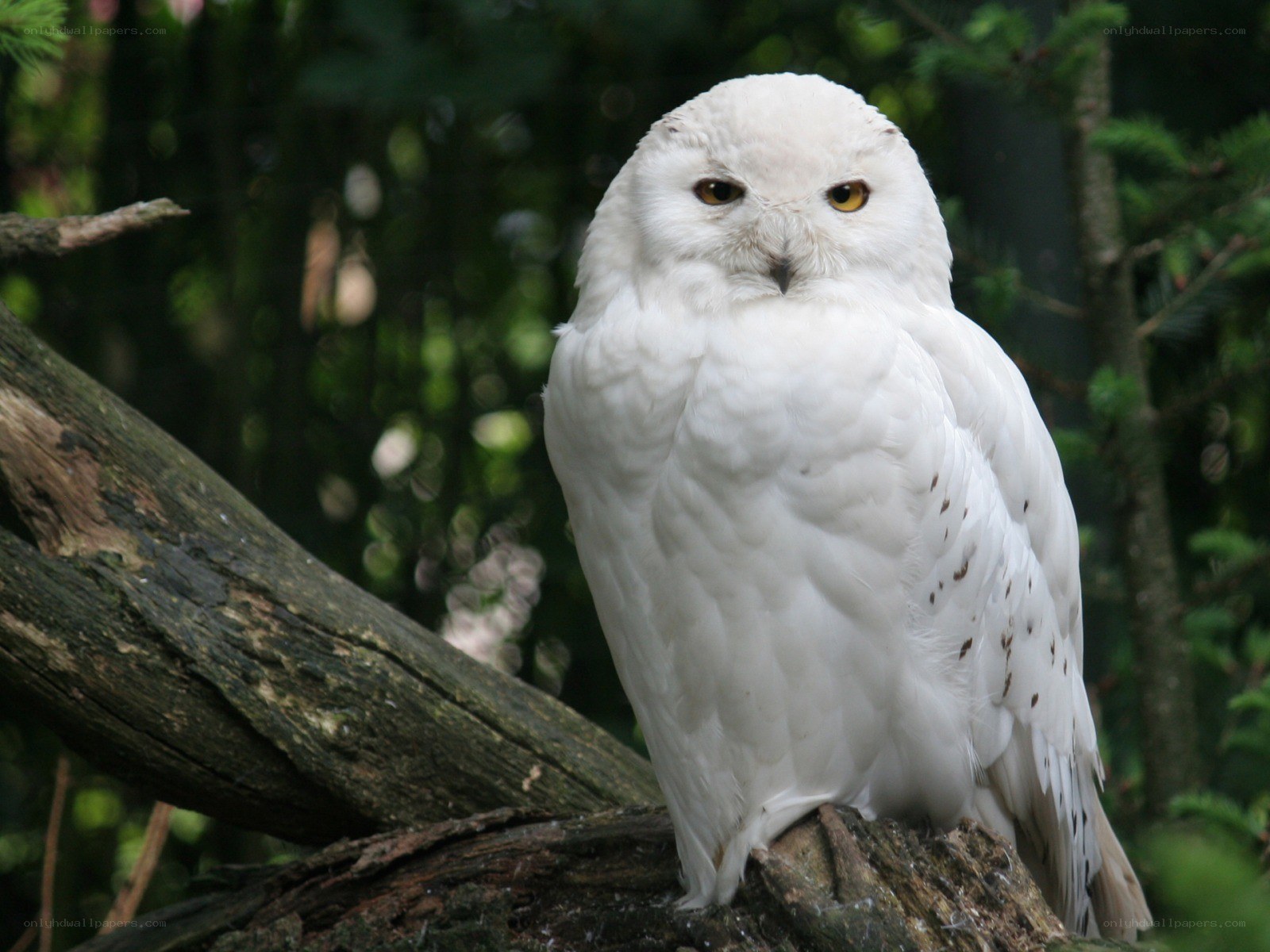 Snowy owl perched on a branch