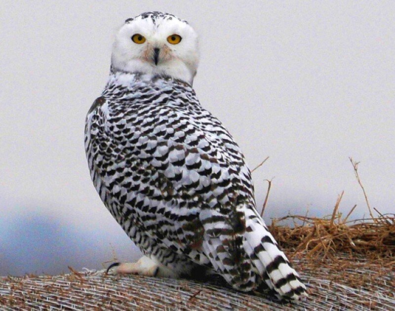 Snowy owl perched on a nest