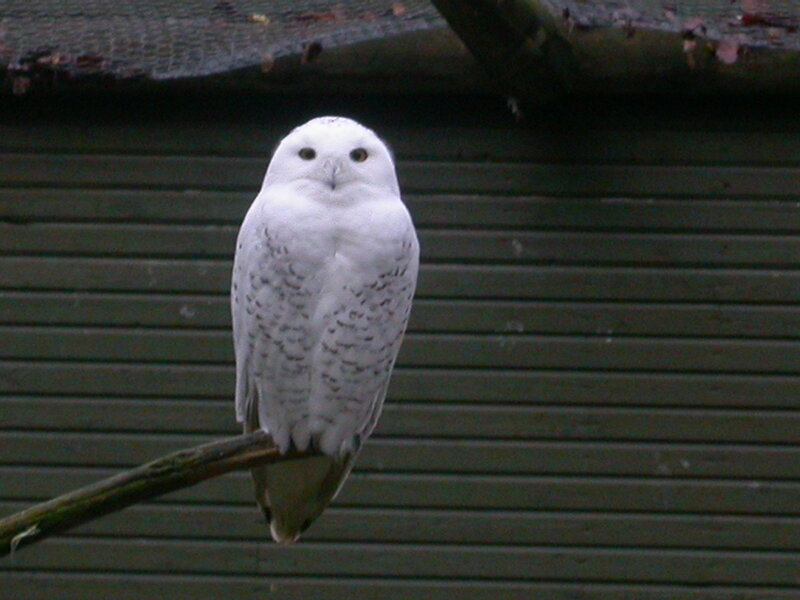 Snowy owl perched on branch