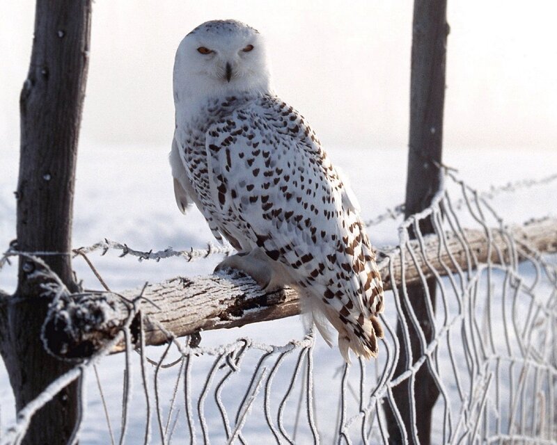 Snowy owl perched on fence