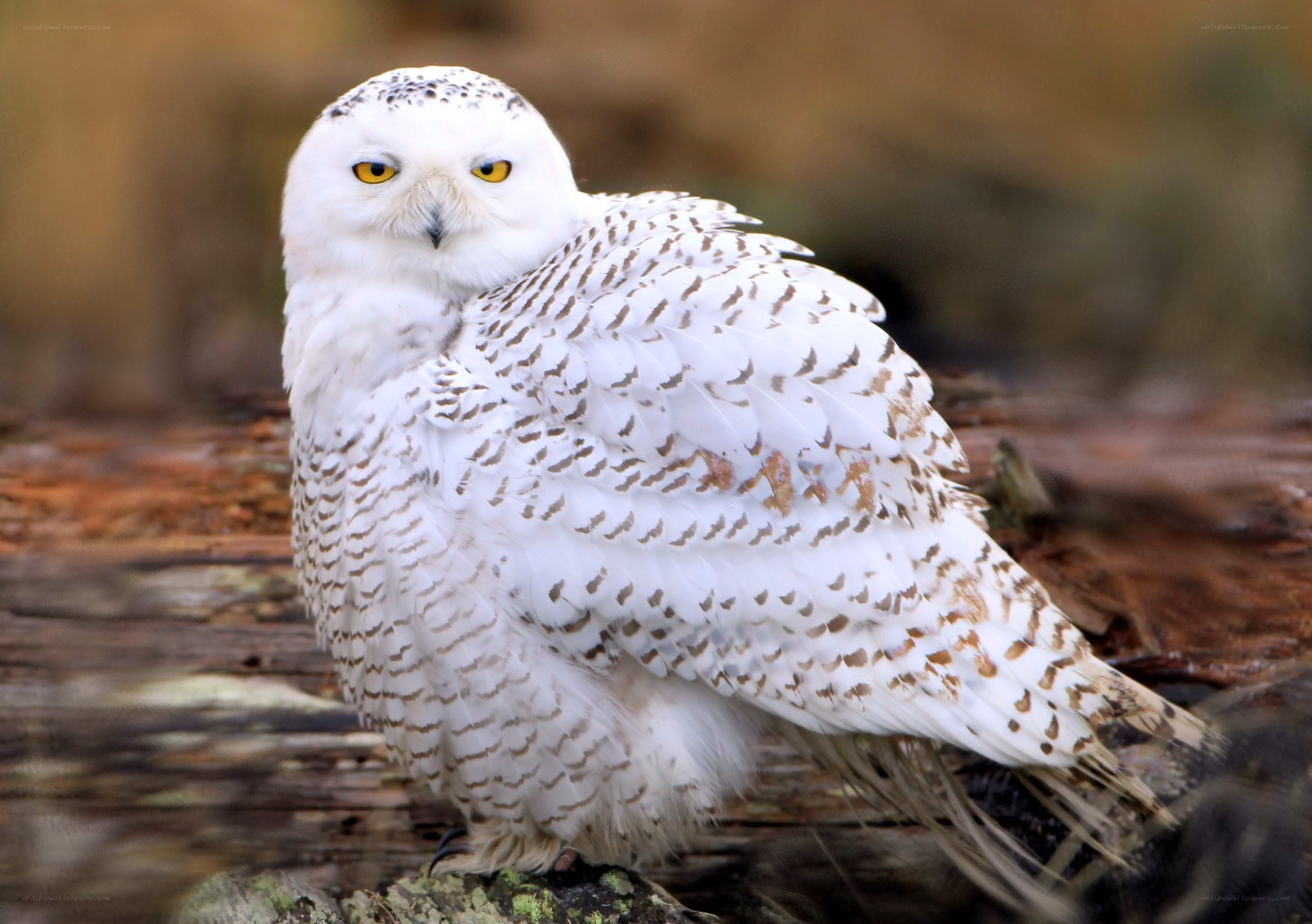 Snowy owl perched on log