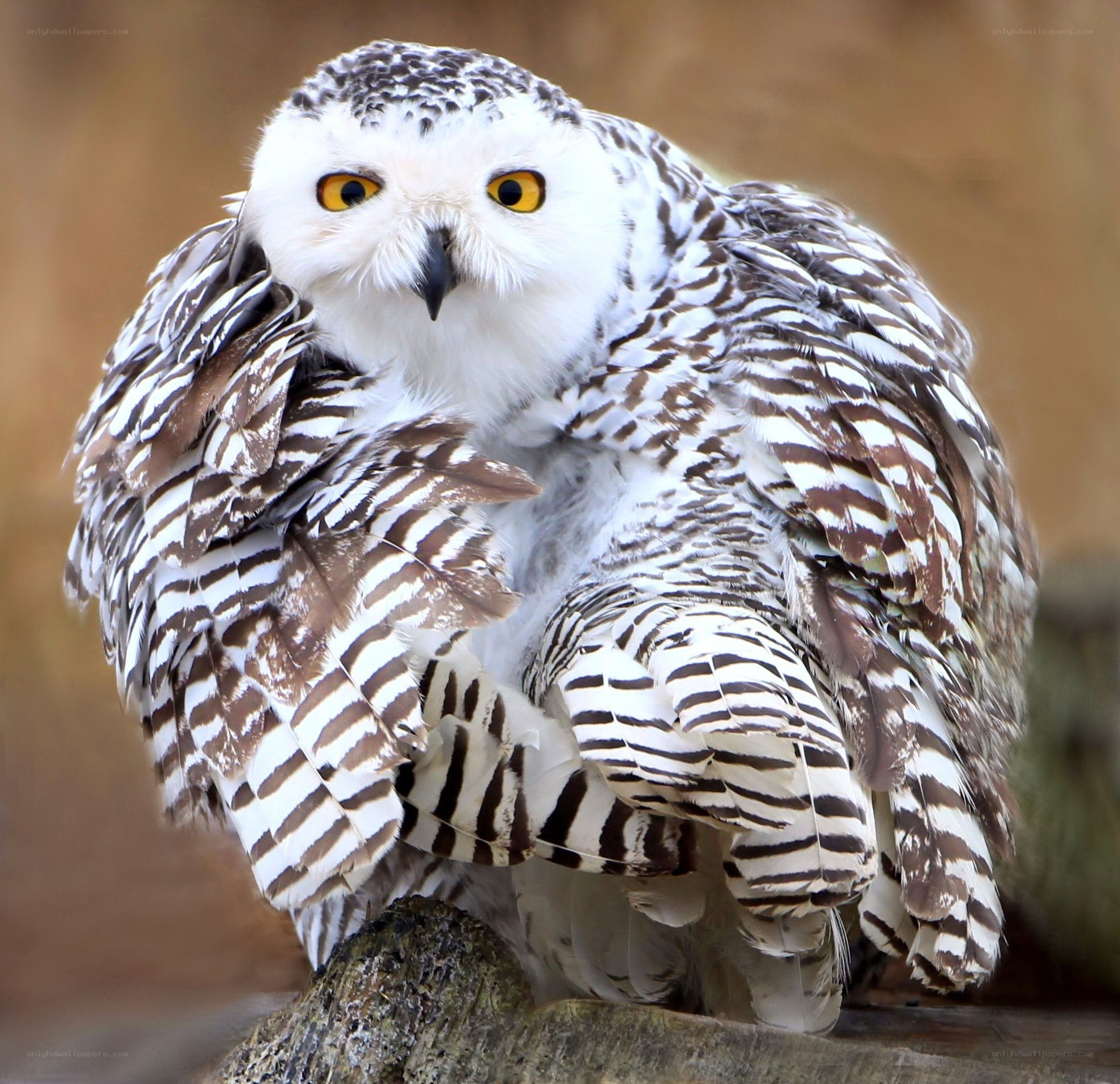 snowy owl perched on log