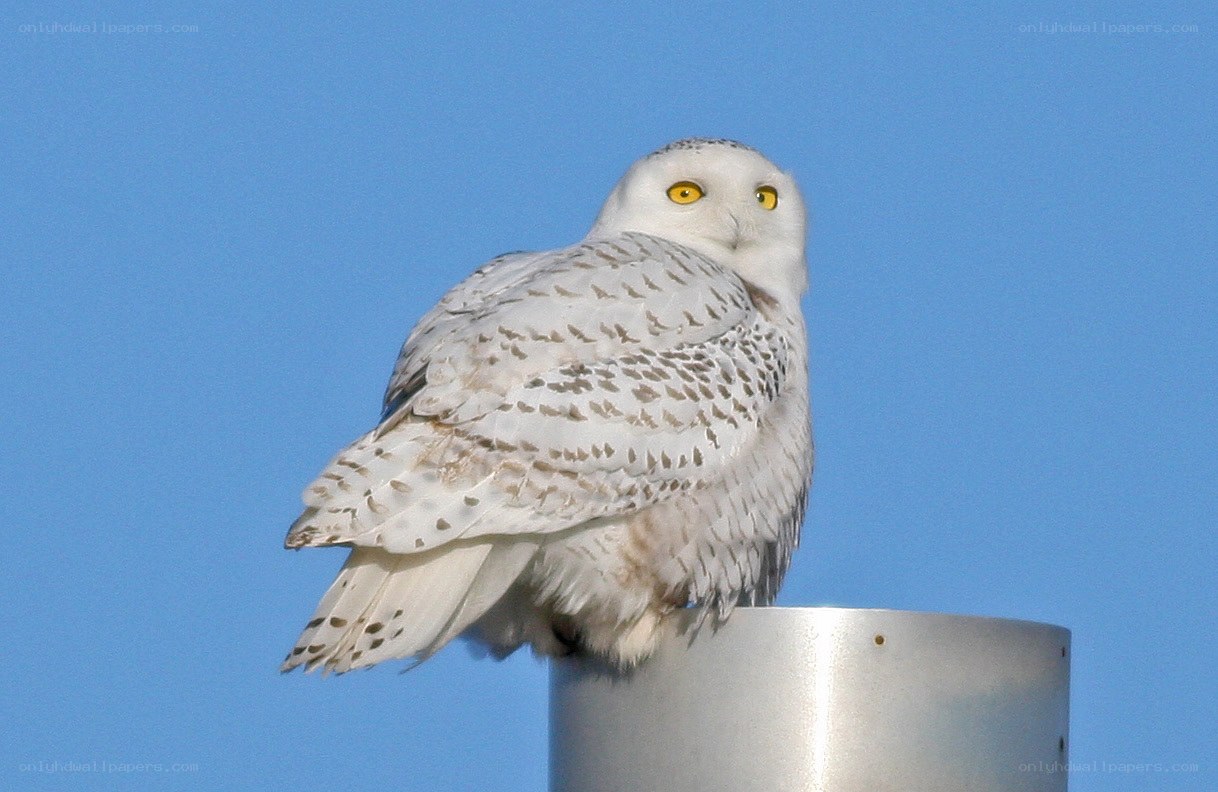 Snowy owl perched on pole