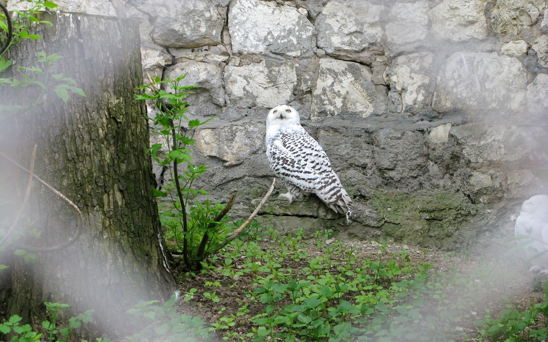 Snowy owl perched on stone
