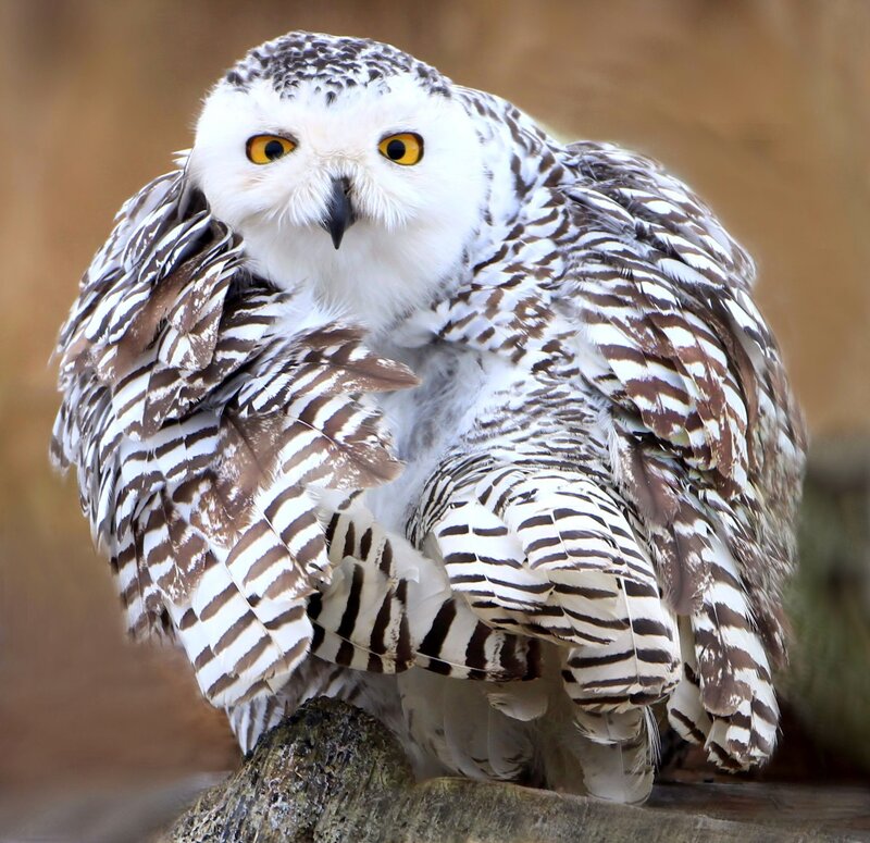 Snowy Owl Perched — White, Alert, Photograph