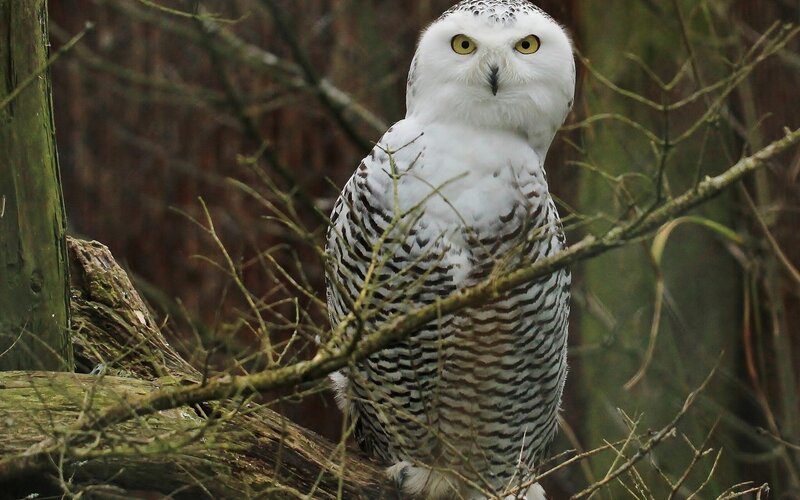 Snowy Owl Perched — White, Alert