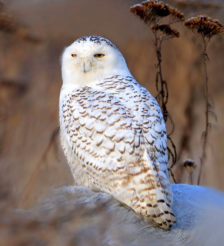 Snowy Owl Perched — White, Alert, Winter