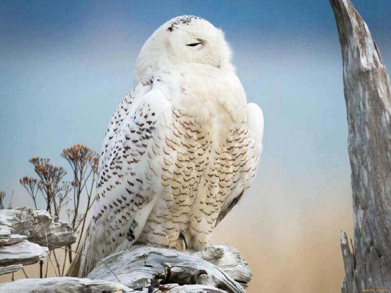 Snowy Owl Perched — White, Calm
