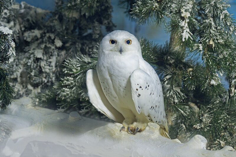 Snowy Owl Perched — White, Calm, Winter, Photograph