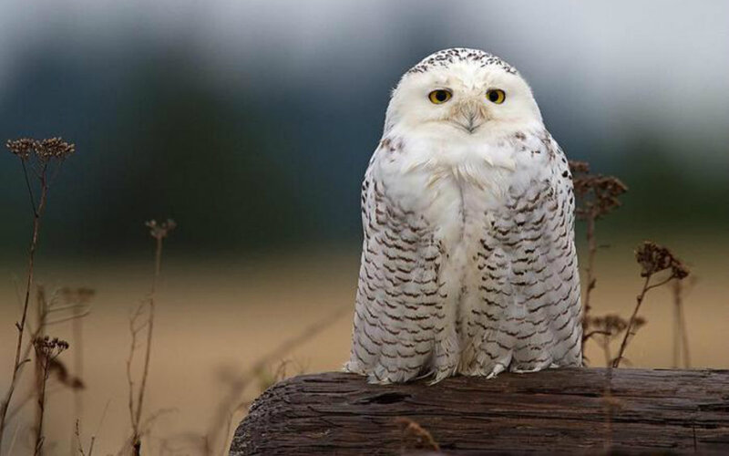 Snowy Owl Perched — White, Calm, Winter