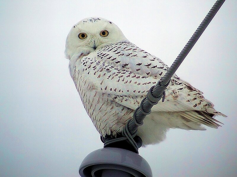 Snowy Owl Perched — White