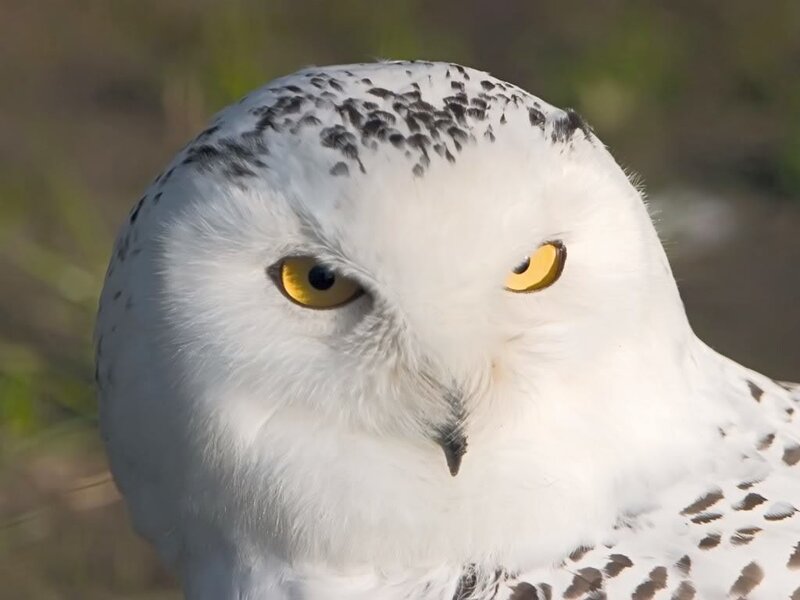 Snowy Owl — Photograph
