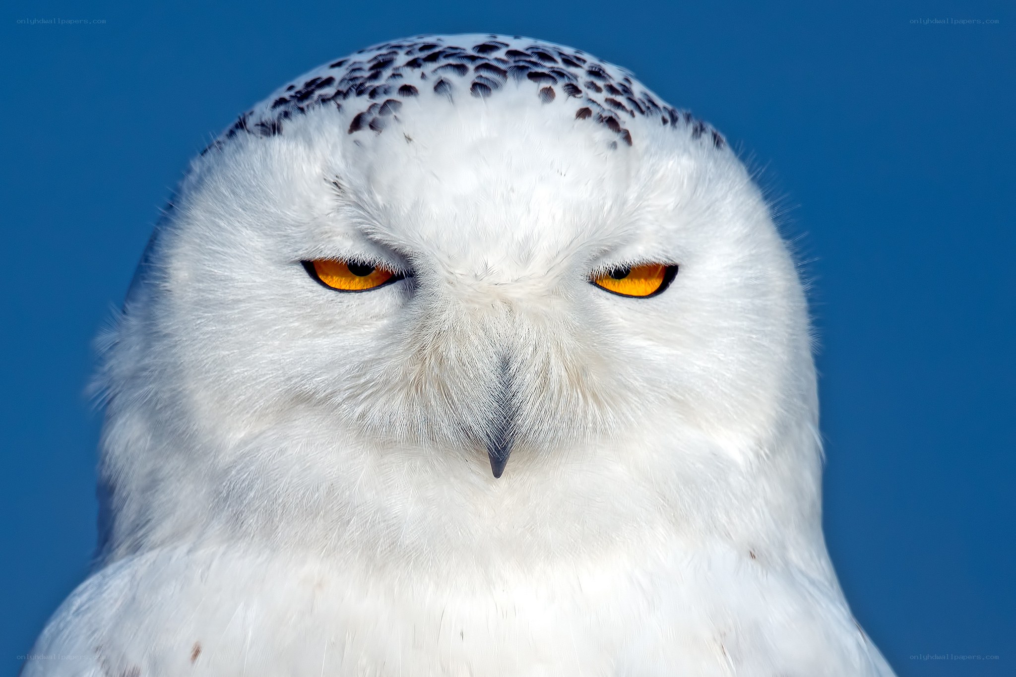 Snowy owl portrait