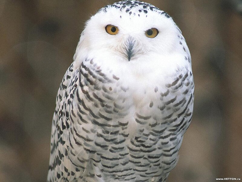 Snowy owl portrait